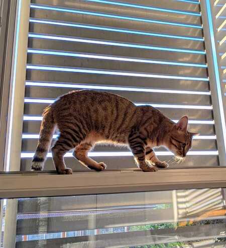 Adopter Sweety
