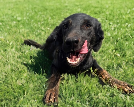 Adopter Austin