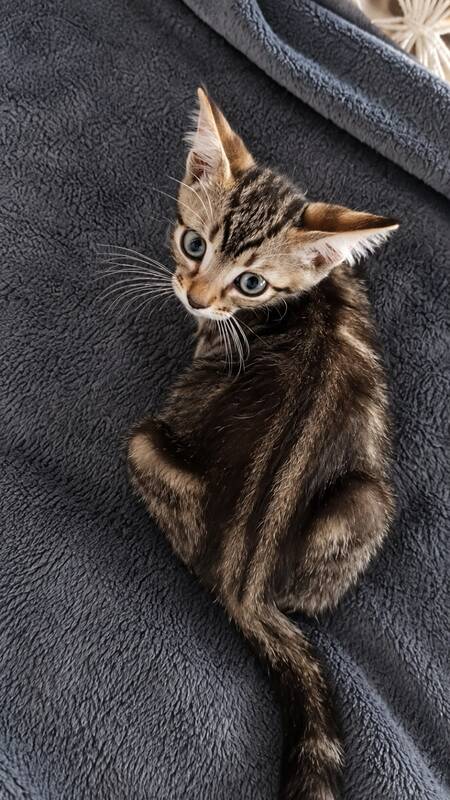 Adopter Gomi