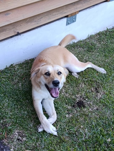Adopter Canelle