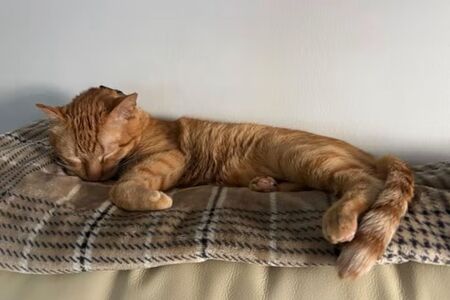 Adopter Butanillo
