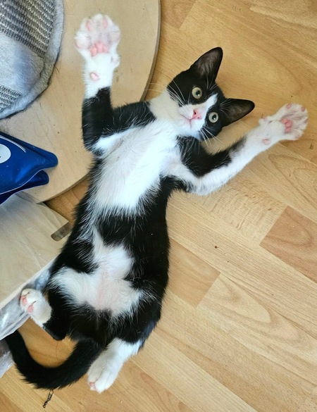 Adopter Filonna