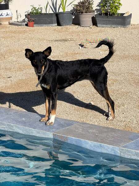 Adopter Yoko