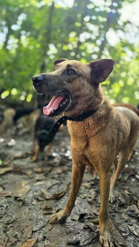 Adopter Rescue