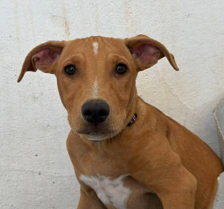 Adopter Amelia
