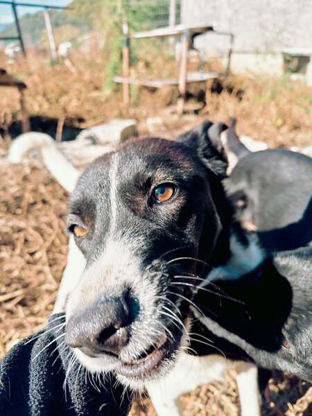 Adopter Lotta