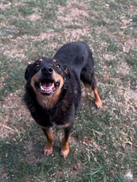 Adopter Raven