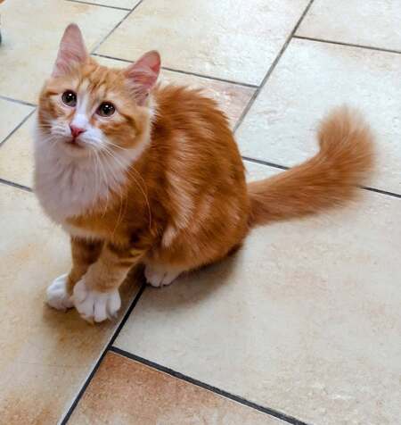 Adopter Barbalala