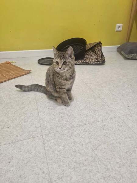 Adopter Baies d'Or 