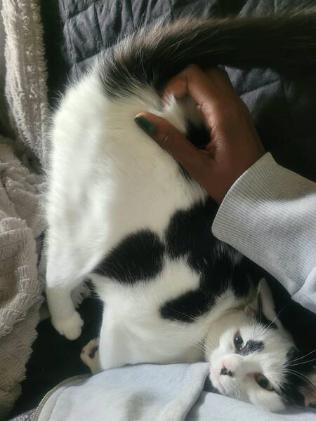 Adopter Ayo