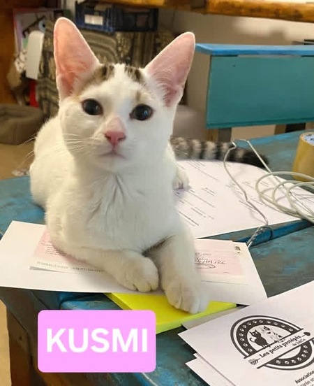 Adopter Kusmi 