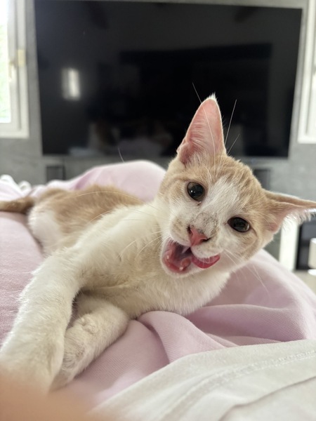 Adopter Superman
