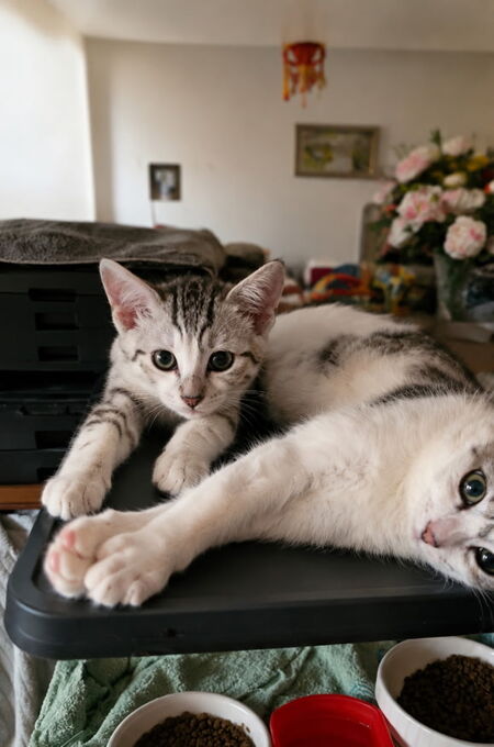 Adopter duchesse et son petit