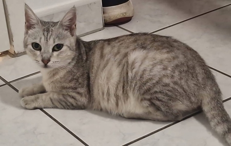 Adopter Hiboux
