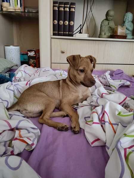 Adopter Lenon