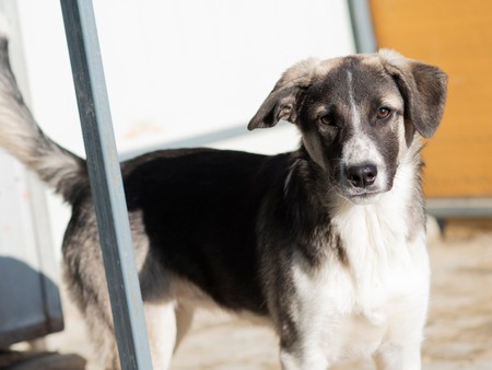 Adopter Hindia