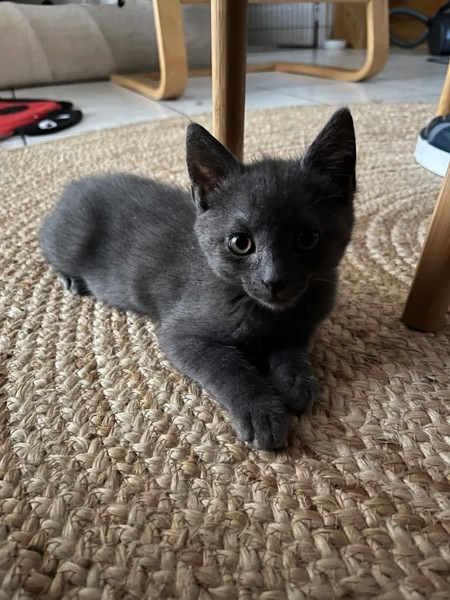 Adopter Janie