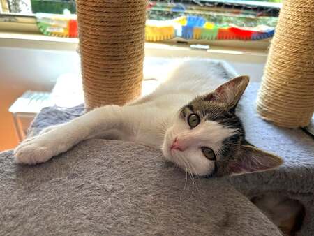Adopter LE FRANGIN