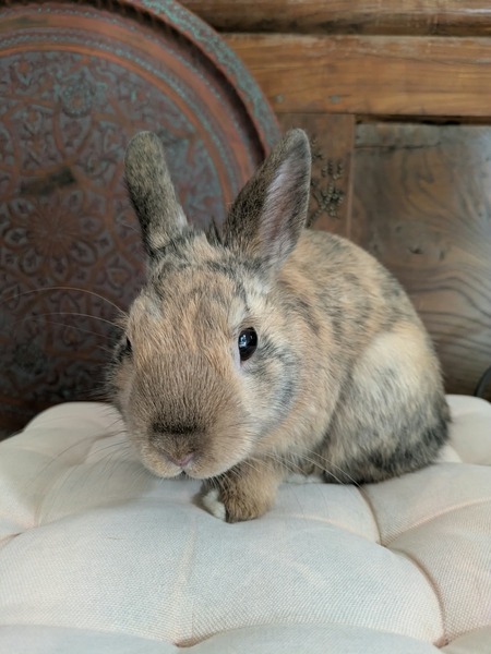 Adopter Roméo