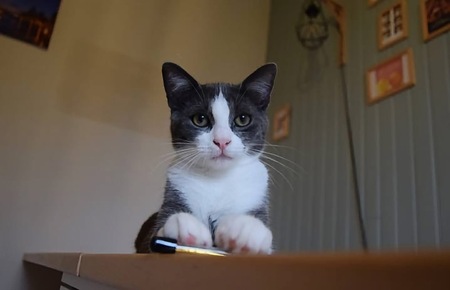 Adopter FRODON