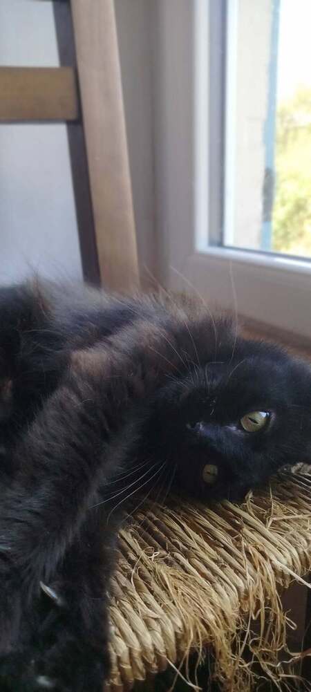 Adopter CHIQUITA