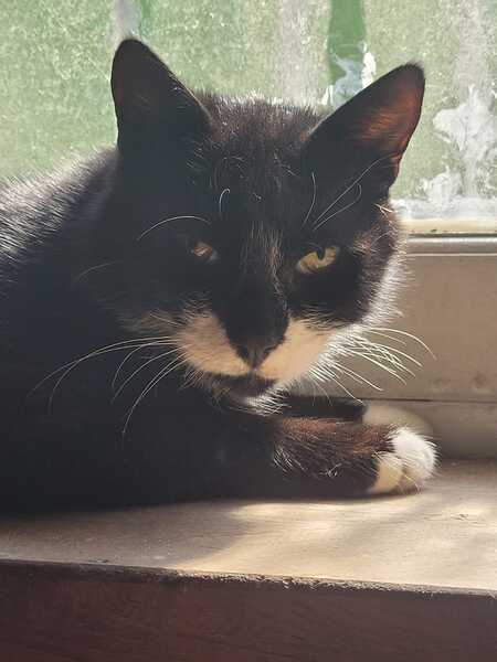 Adopter TITOUAN 