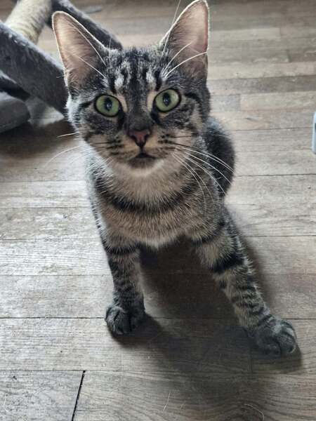 Adopter Azote