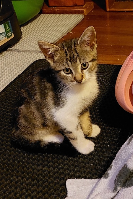 Adopter Brien