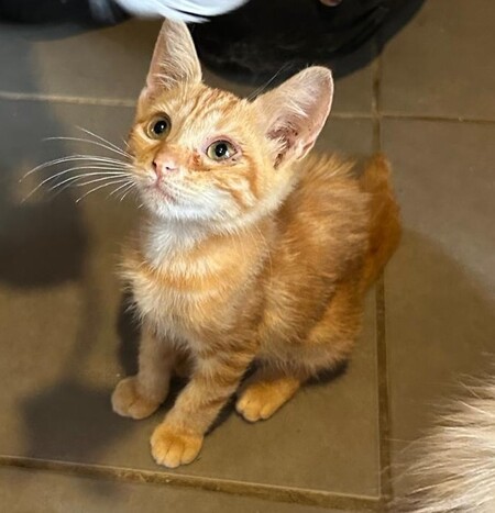 Adopter SAFRAN