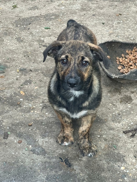 Adopter Altaï