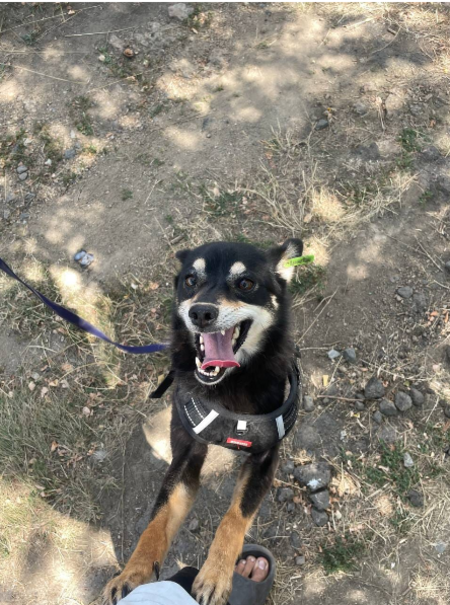 Adopter FLEUR, chien a adopter!