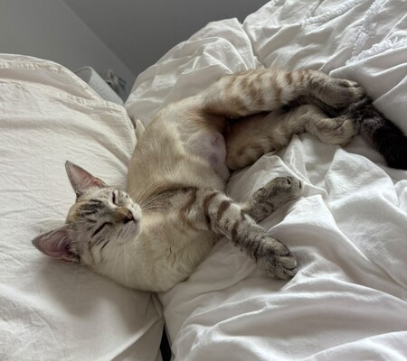 Adopter Fleur 