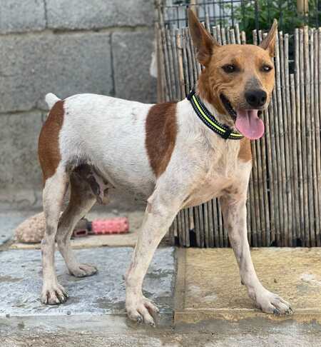 Adopter Peter pan 