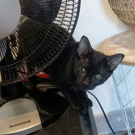 Adopter Sherman