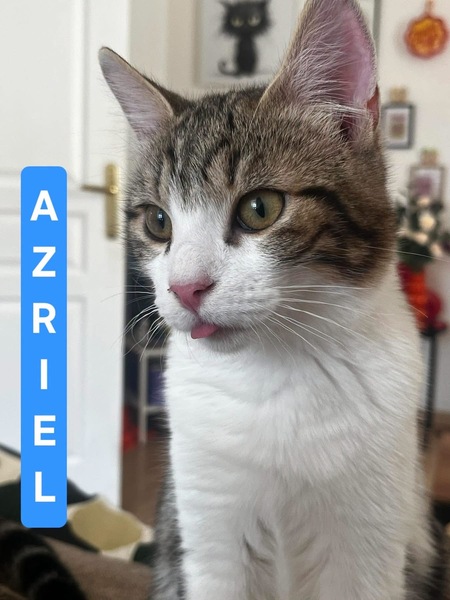 Adopter Azriel et Caliban 