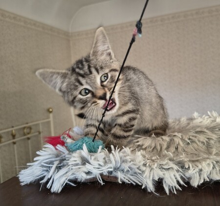 Adopter Eden