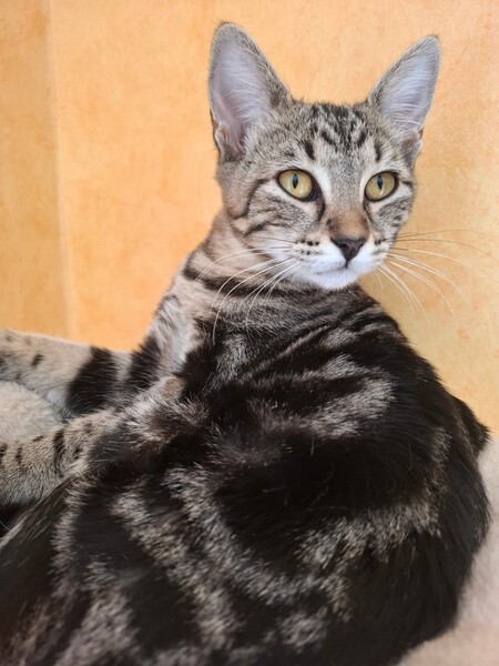 Adopter Biquette