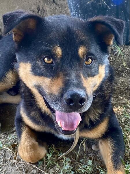Adopter Diesel