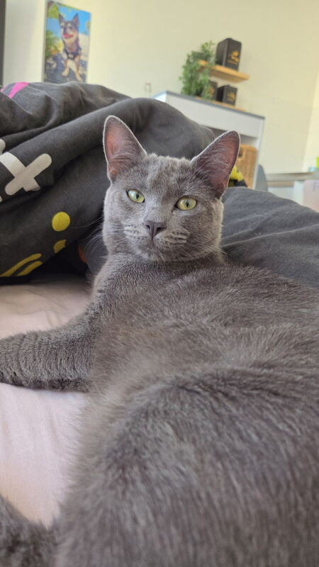 Adopter simba