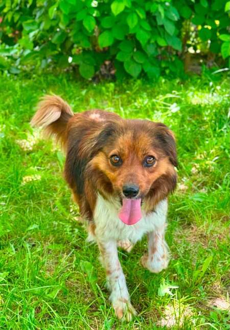 Adopter SUKI