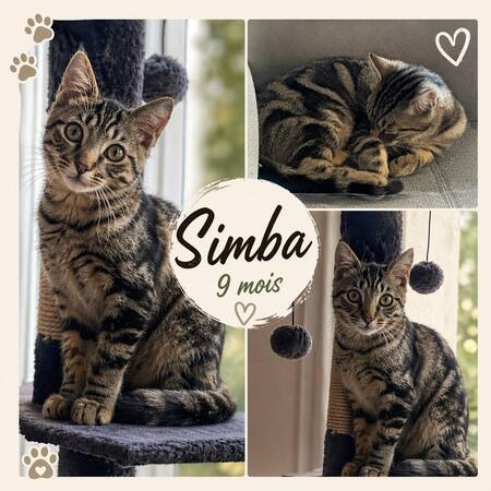 Adopter Simba