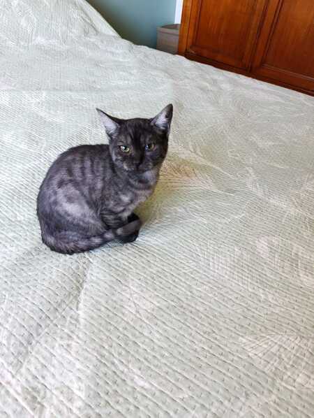 Adopter Anthracite