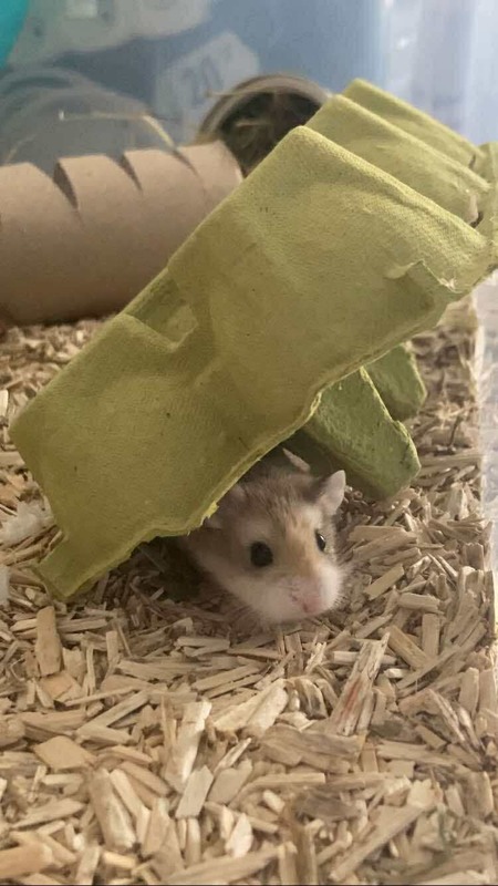 Adopter Taro