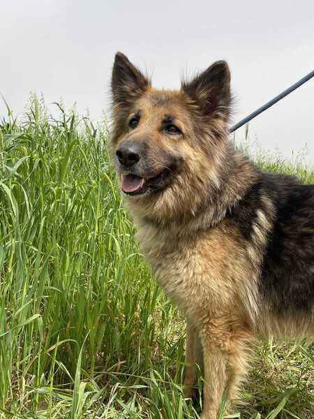 Adopter Roxanne