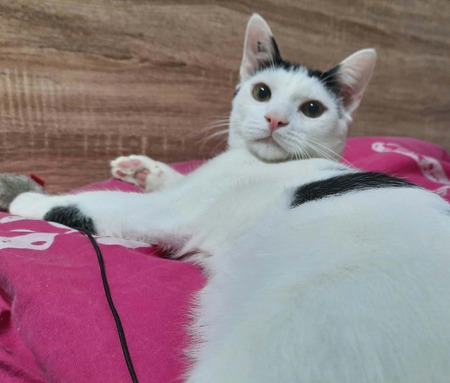 Adopter Hubble