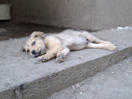 Adopter Schnappi