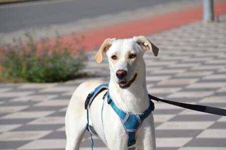 Adopter Lina