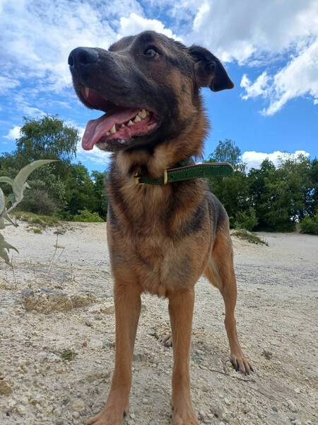 Adopter Meet