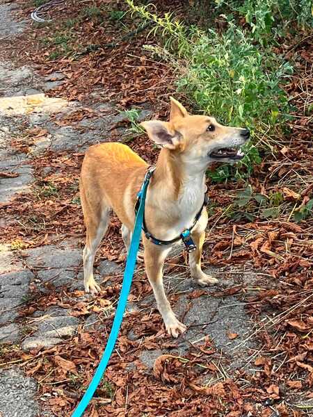 Adopter Stasia