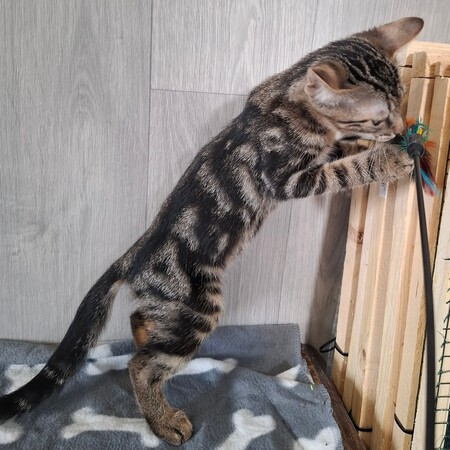 Adopter BRYO